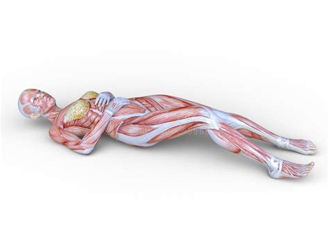 3d Rendering Of A Female Human Body Model Stock Illustration