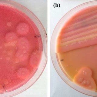 Bacillus Cereus On Agar Plate