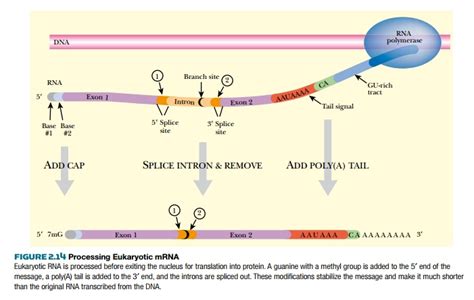 Eukaryotic Mrna Is Processed Before Making Protein