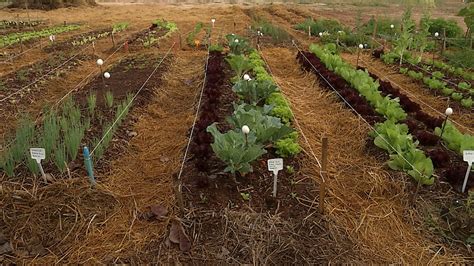 Campinas inaugura primeira horta solidária da cidade THMais Você