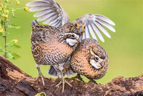 South Texas’s Pajarito Ranch Certified As Audubon Bird Friendly Habitat Audubon