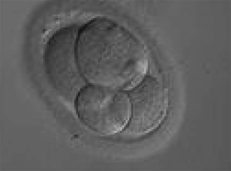 The Cleavage Stage Embryo Pdf Download Available