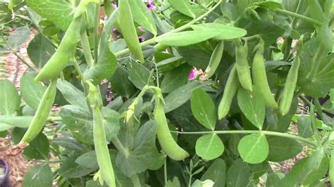 How To Grow Peas In Containers Step By Step From Planting To Harvest Youtube