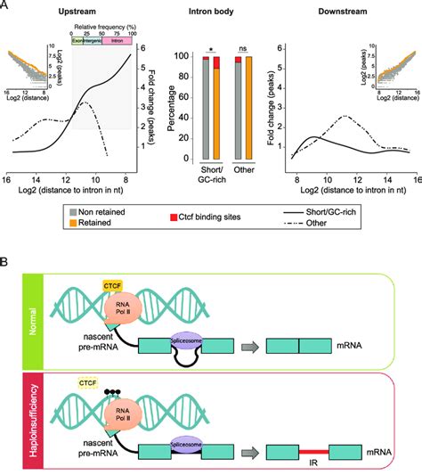 Enrichment Of Ctcf Binding Sites Proximal To Differentially Retained