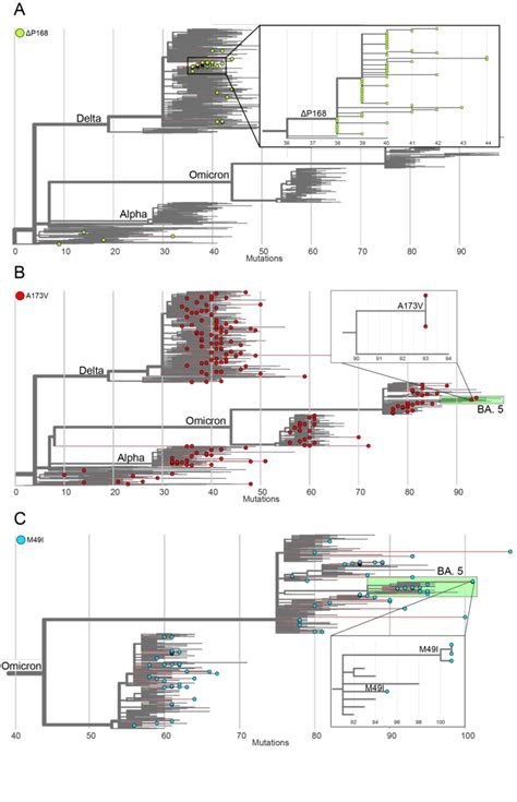 Phylogenetic Relationship Of Viruses Harboring Drug Resistant M Pro