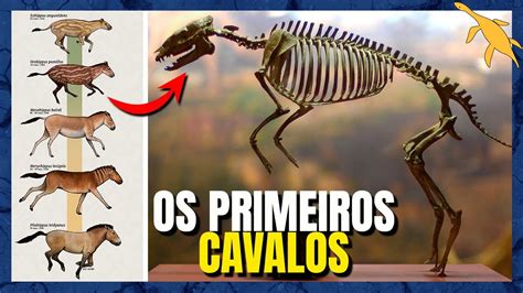 ORIGEM e EVOLUÇÃO dos CAVALOS EQUIDAE YouTube