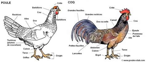 Anatomie Et Morphologie De La Poule Et Du Coq Poule Coq Poulets