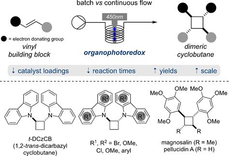 Dimeric Cyclobutane Formation Under Continuous Flow Conditions Using Organophotoredox‐catalysed