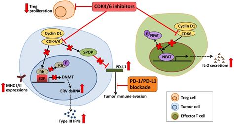 Cyclin Dependent Kinases 4 6 Inhibitors In Breast Cancer Current