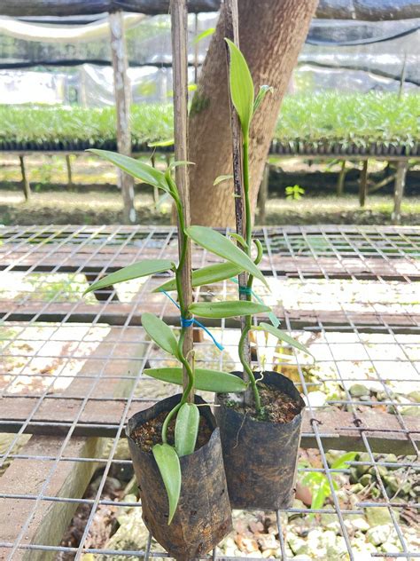 Vanilla Tahitensis Malesiana Tropicals