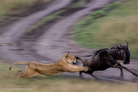 Lion Chasing Wildebeest