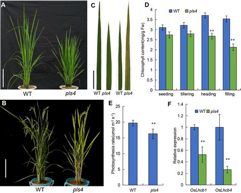 Frontiers Ospls4 Is Involved In Cuticular Wax Biosynthesis And