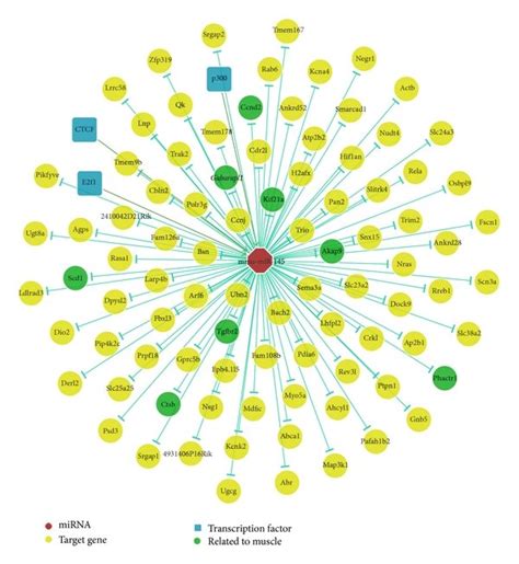 Mir A P Expression Targeted Genes And Transcription Factors