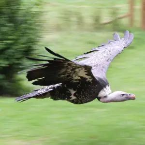 Rüppell's Vulture - Facts, Diet, Habitat & Pictures on Animalia.bio