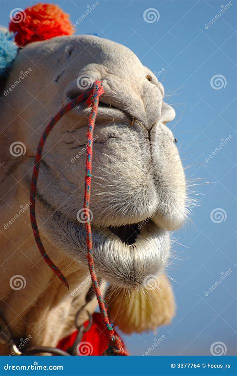 Camel Nose Picture Image 3377764