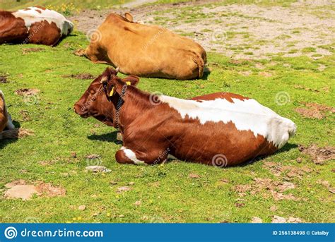 Brown And White Dairy Cows With Cowbell On A Mountain Pasture Alps