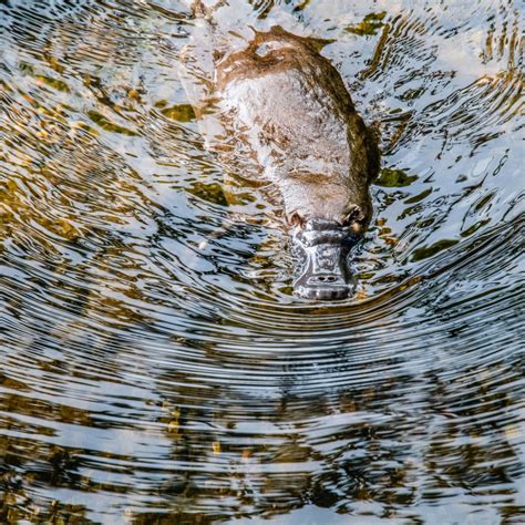 Conservation Project Brings Platypus Back to Oldest National Park