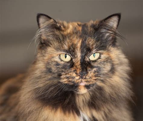 “tortitude The Unique Personality Of Tortoiseshell Cats Fact Or Fiction Thatviralfeed