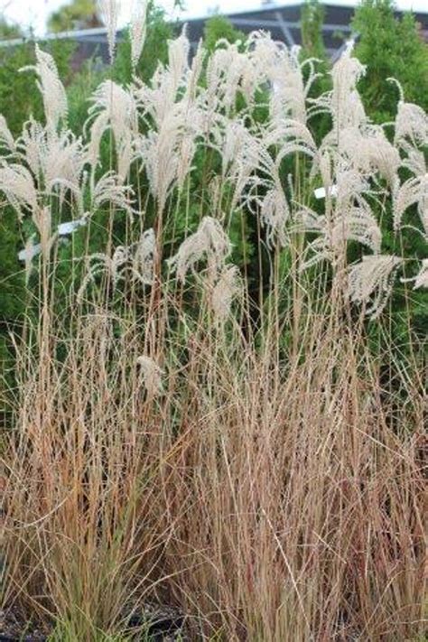 Miscanthus sinensis 'Gracillimus' - Devil Mountain Wholesale Nursery