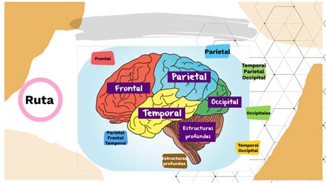 Bases Neuropsicológicas De La Lectura By Lily Suárez Ávila On Prezi