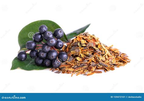 Buckthorn Bark or Alder Buckthorn Dried Loose Chopped Tree Bark on White Stock Image - Image of ...