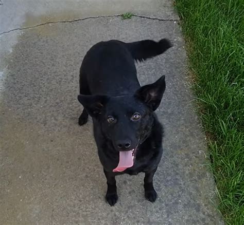 Starving Rescue Dog Undergoes Major Transformation And Her Tail Wont