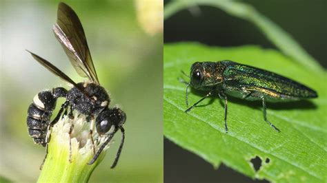 Wasp Geographic Data Improve Surveillance For Emerald Ash Borer