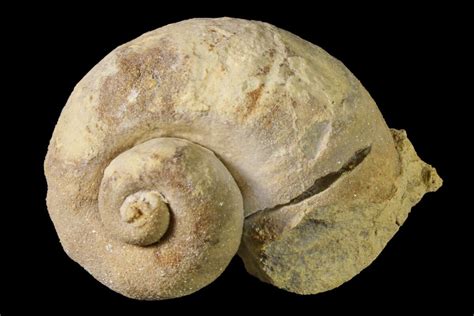 Ordovician Gastropod Holopea Fossil Wisconsin For