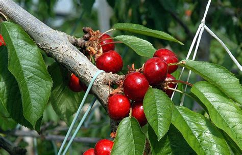 El Gobierno Da Ayudas De 13 Millones A Productores De Frutales Y Frutos