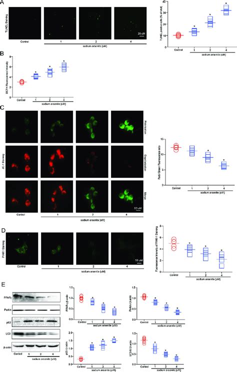 Sodium Arsenite Induced Injury In INS 1 Cells INS 1 Cells Were Treated