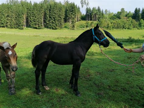 Sunny Vom Weingut Noriker Stute 2023 Rappe Pferd Austria