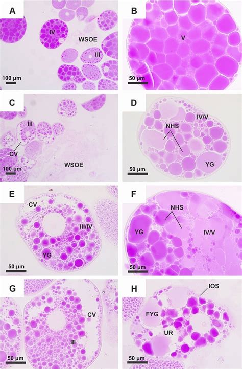 Histological Sections Of Ovaries Of Engorged Rhipicephalus Microplus