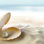 Shell With A Pearl Stock Photo By Silvae