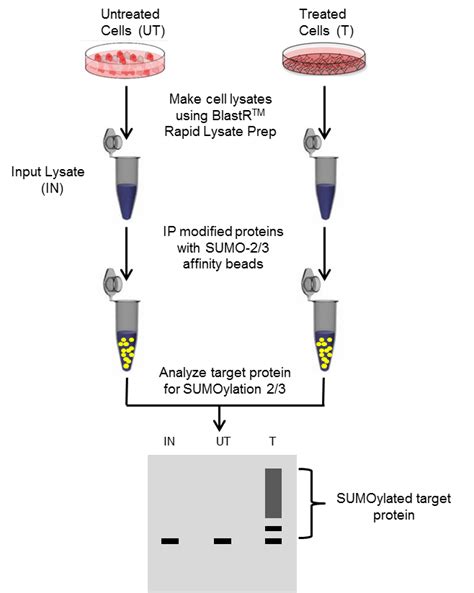 Blog Sumo Ubiquitin And Acetylation Toolkits For Your Next Project