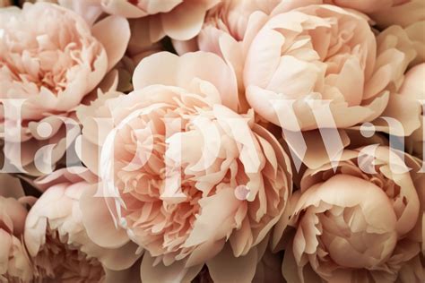 Lush Bold Baroque Summer Peonies Wallpaper Happywall