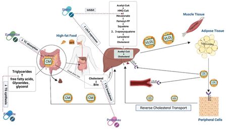 Lipid Metabolism Pathway And Target Of Hypolipidemic Drugs Download Scientific Diagram