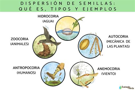 Dispersi N De Semillas Qu Es Tipos Y Ejemplos Resumen