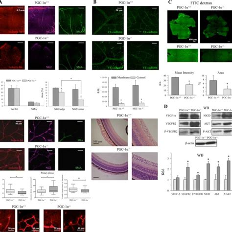 Reduced Pericyte Coverage Structural Disorganization And Impaired