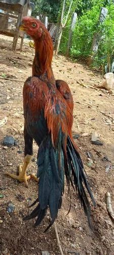 Chicken Madrasi For Household Iqf At Rs 500piece In Chandrapur Id
