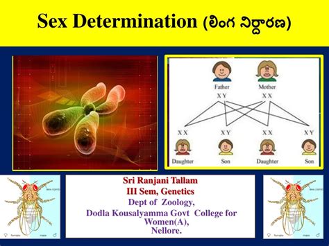 Ppt Sex Determination లింగ నిర్దారణ Powerpoint Presentation Id 597194