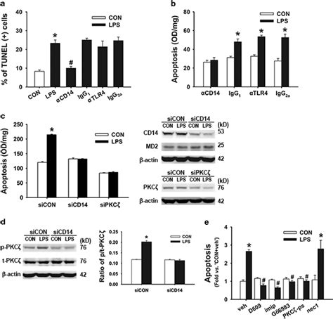 CD14 Mediated Lipid Signaling Is Involved In LPS Induced Apoptosis In