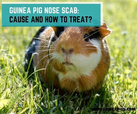 Guinea Pig Nose Scab Cause And How To Treat More Guinea Pigs