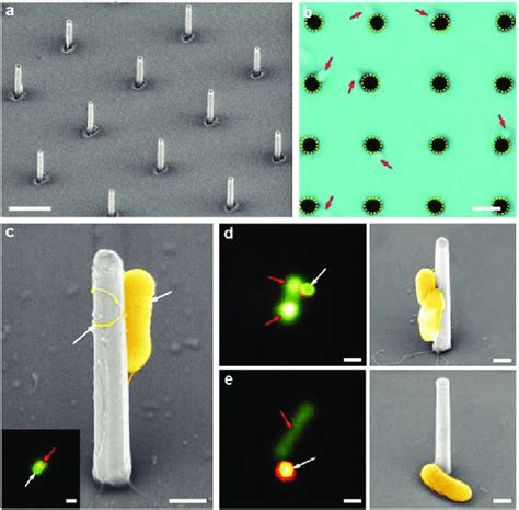 Growth Of Shewanella Oneidensis Mr Cells On Patterned Si Nanowire