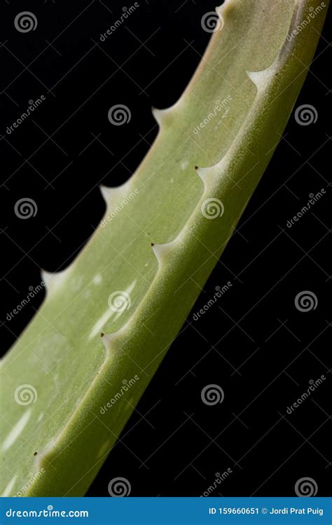 Green and Spiky Aloe Vera Branch Stock Image - Image of spiky, close: 159660651