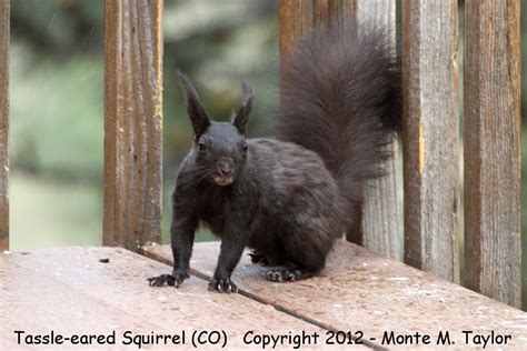 Aberts Tassle Eared Squirrel