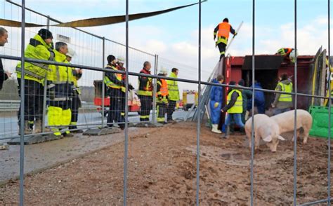 Tier Transporter Auf Der A1 Umgekippt Schweine Sterben Bei Unfall