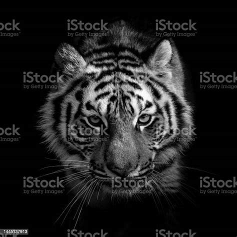 Black And White Wild Tiger Portrait Stock Photo Download Image Now