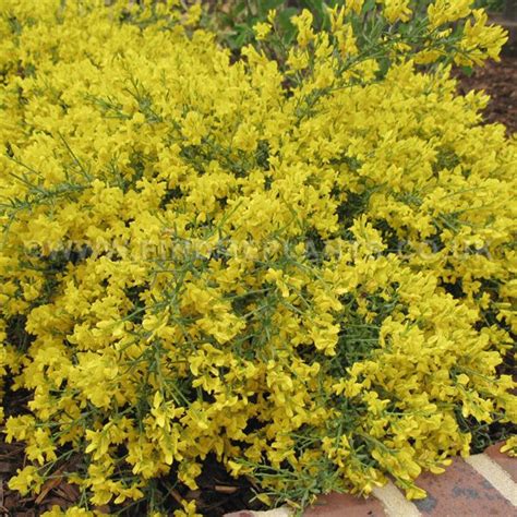 Genista lydia/Broom Plant/planta genista It is said that Count Geoffrey ...