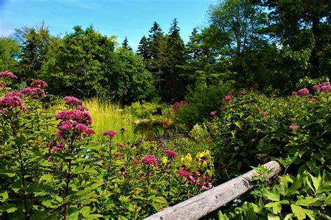 A Midsummer Stroll Through The Coastal Maine Botanical Gardens The