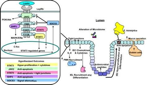 Leprb Signaling And Hypothesized Iec Specific Outcomes Following Leprb